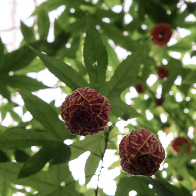 Flowering maple