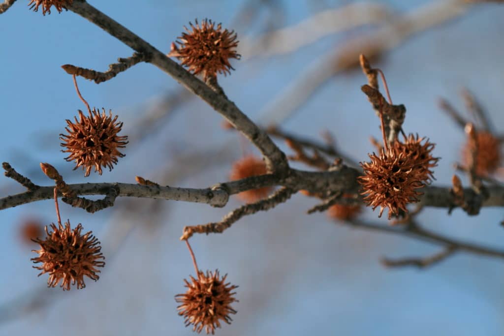 Sweetgum