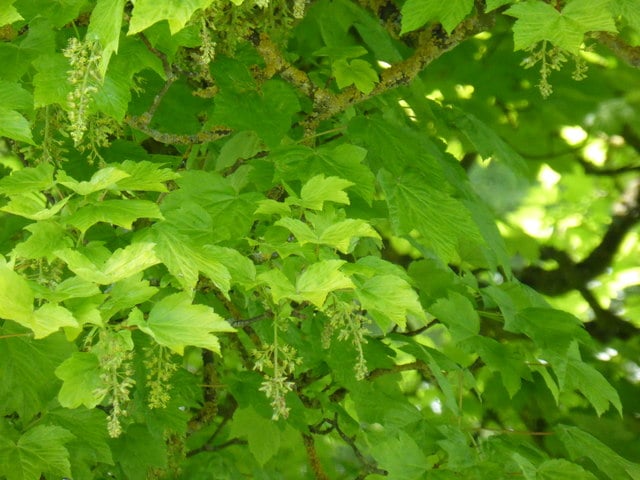 sycamore flowers