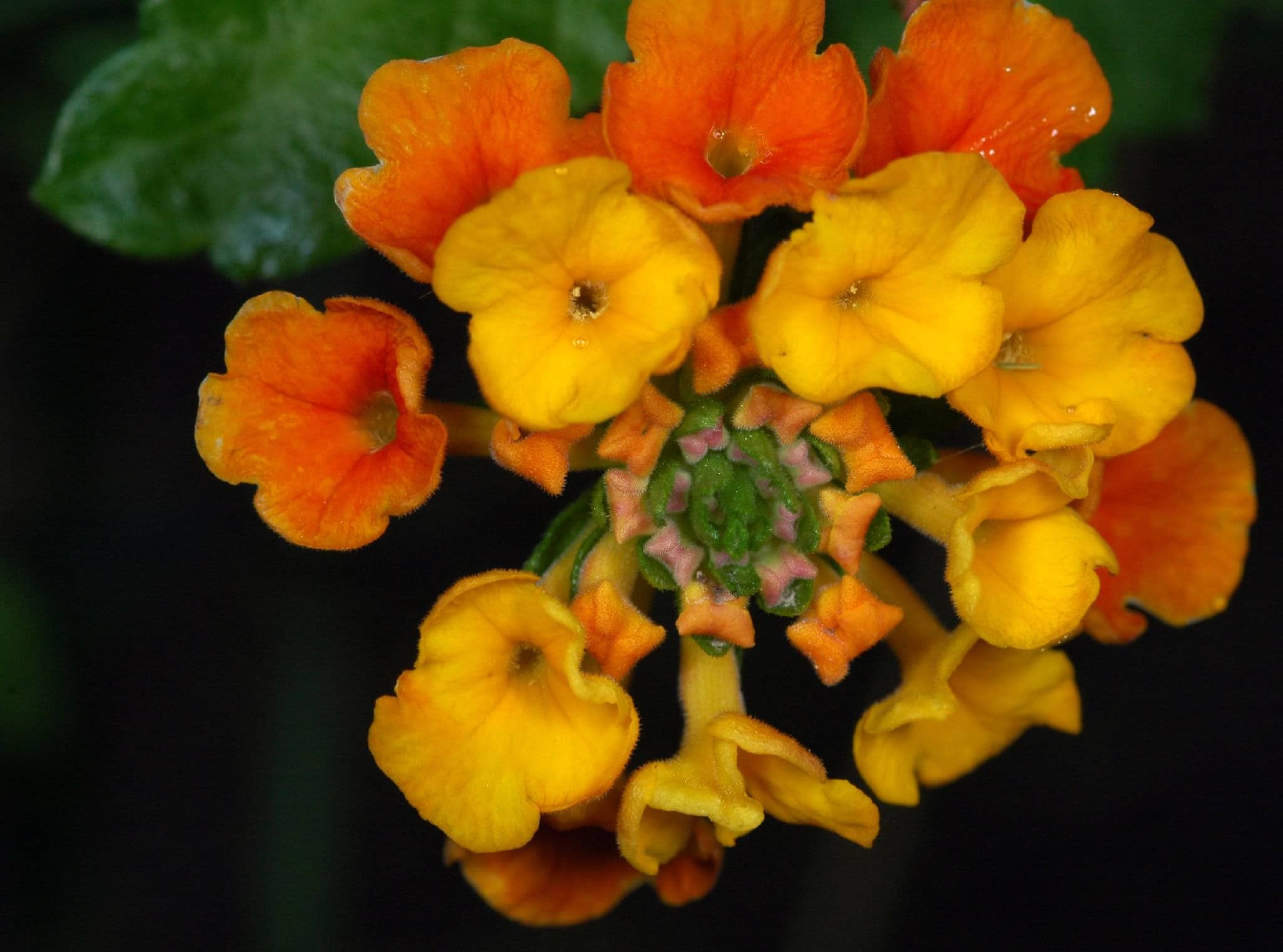 Texas lantana - a low-maintenance Houston landscaping choice.