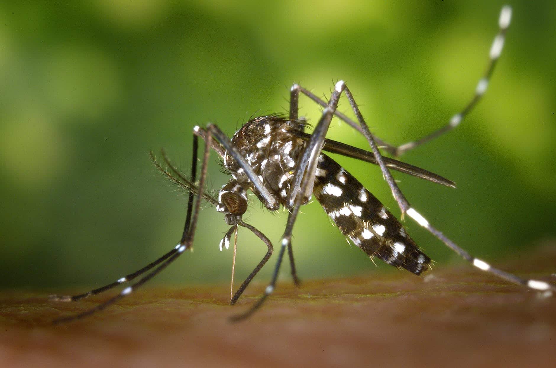 Asian tiger mosquito