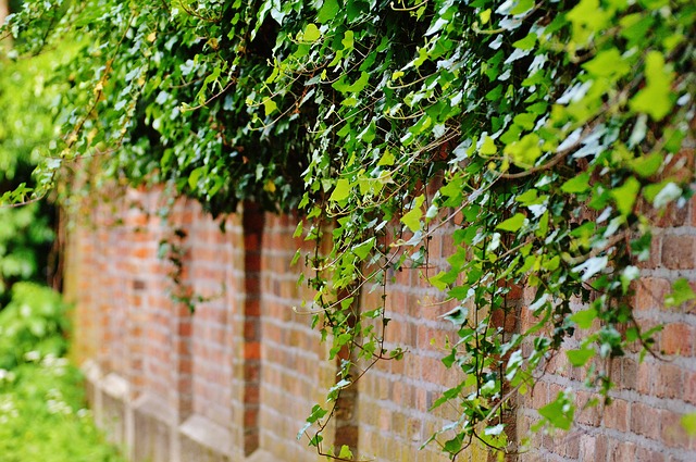 wall-ivy-pixabay