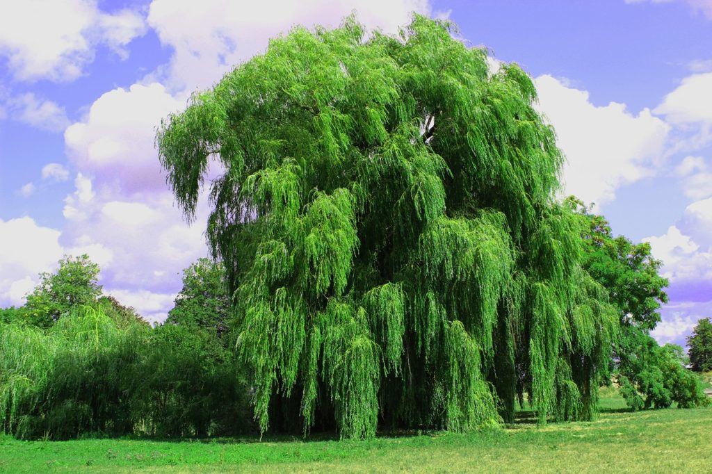 Weeping willow