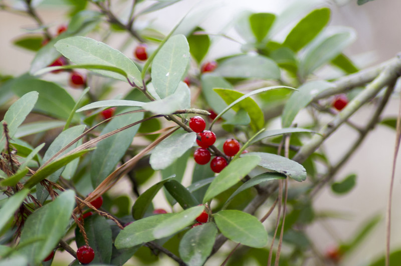 Yaupon holly