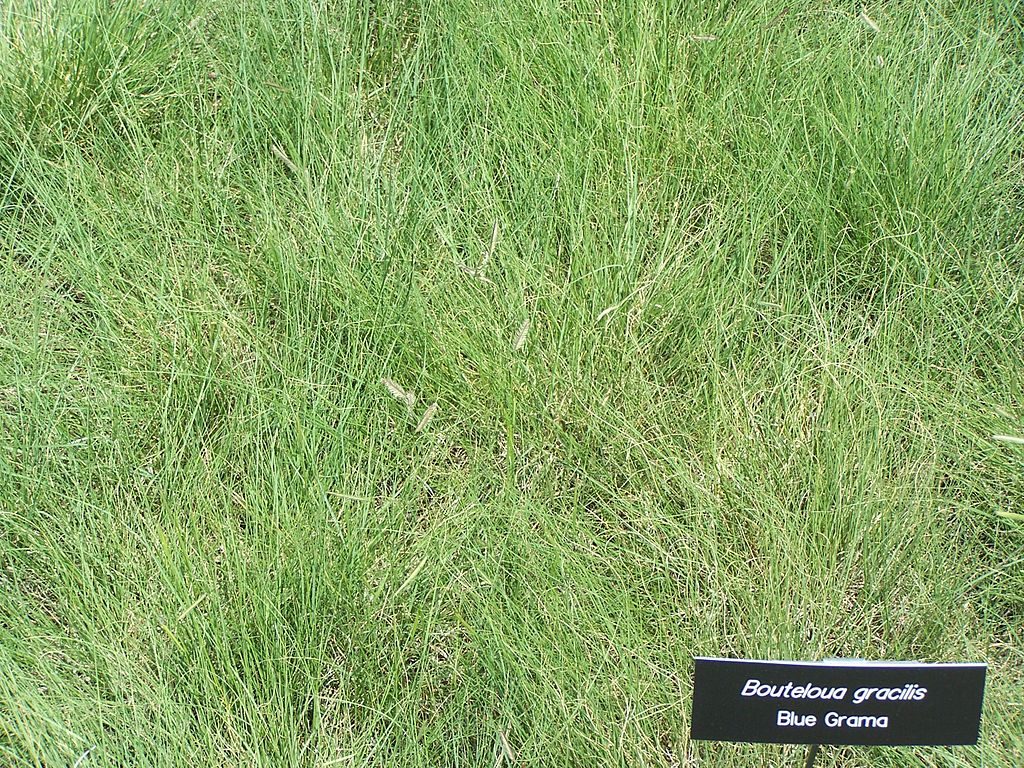 Blue grama, Colorado's state grass.