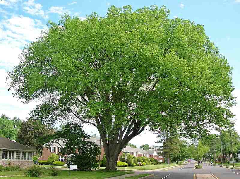 Elm Tree