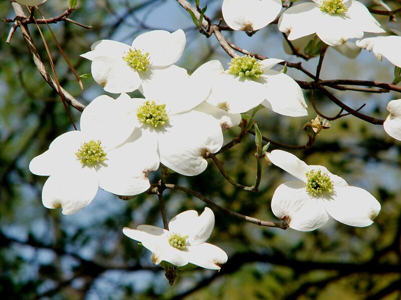 White Flowering Dogwood flowers