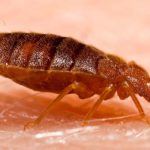 Controlling Bed Bugs in Virginia Beach