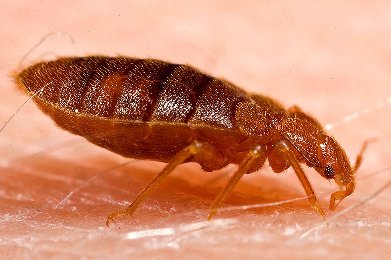 Adult bed bug