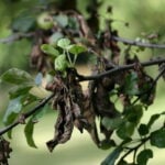 Tree Diseases to Watch for in Dallas