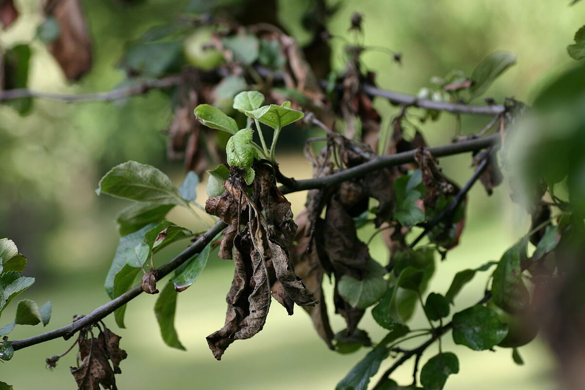 Apple tree with fire blight disease