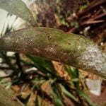 Tree Diseases to Watch Out for in Virginia Beach