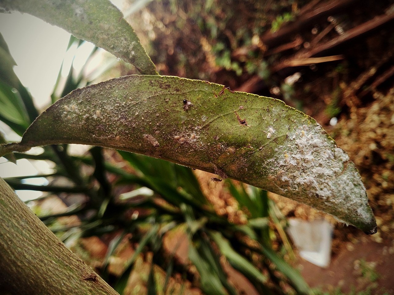 Powdery mildew disease