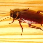 How to Roach-Proof Your Home in Jacksonville