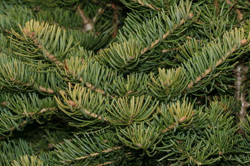 white fir