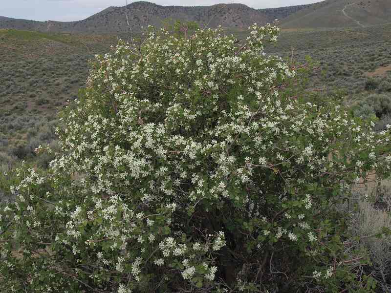 Serviceberry