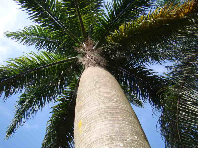 queen palm tree