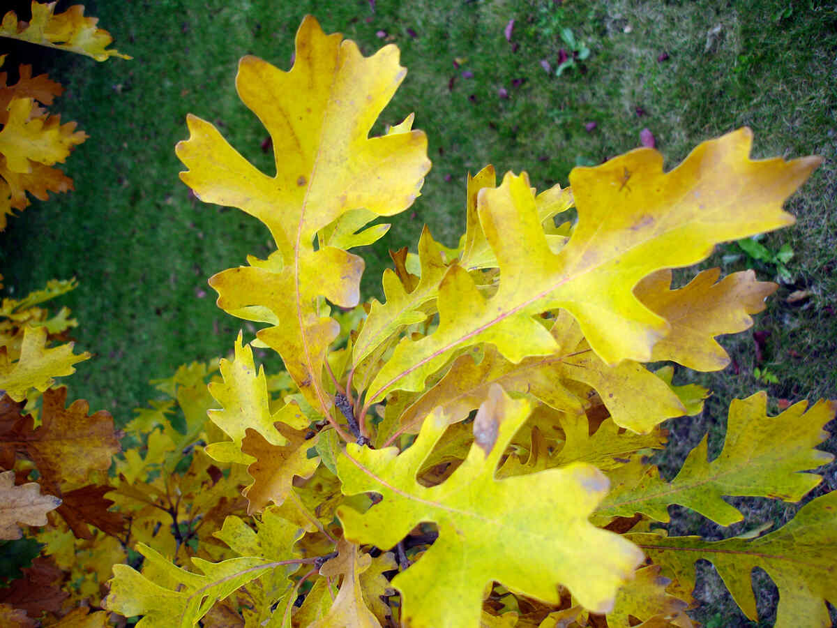 Bur oak leaves