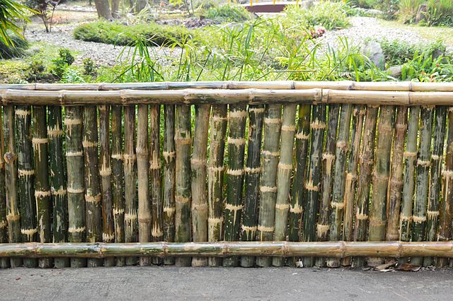 Bamboo fence