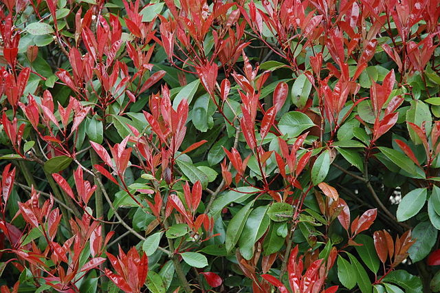640px-Photinia_fraseri_B