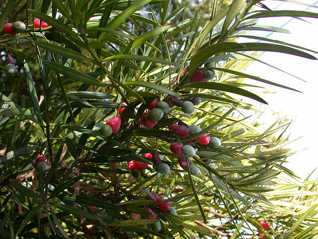 Japanese yew