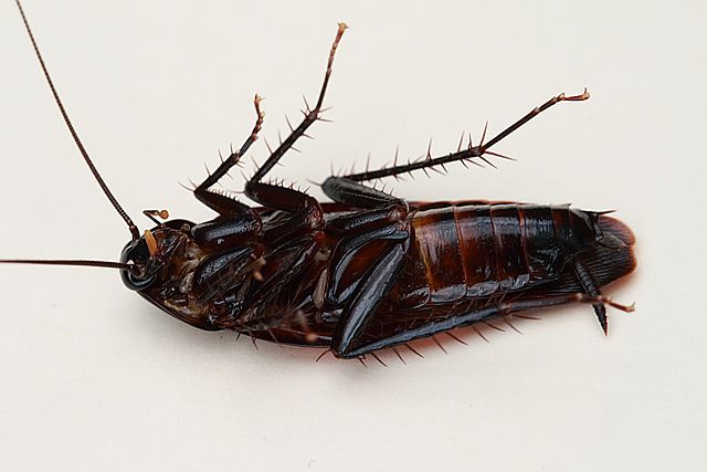 Smoky brown cockroach on its back