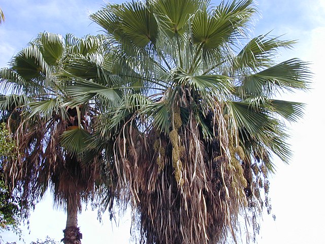 Mexican fan palm