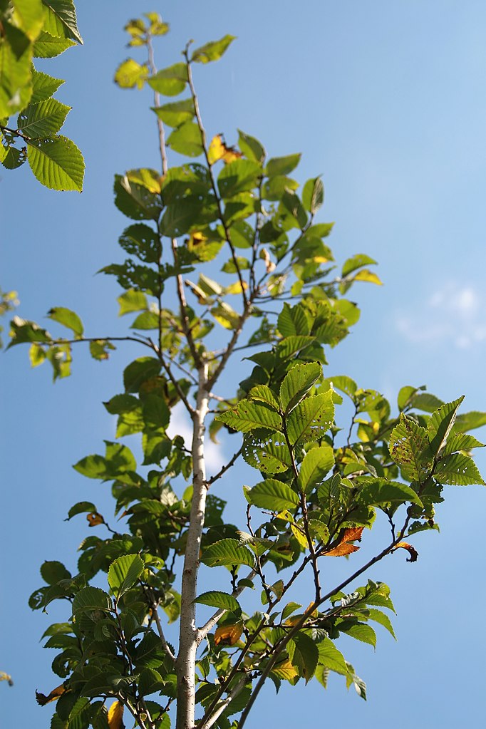 American elm