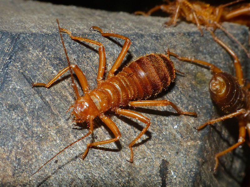 Hairy earwigs.