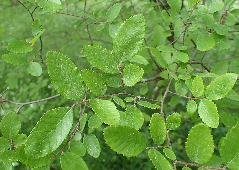 Cedar elm