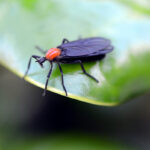 Eco-Friendly Pest Control for Orlando, FL