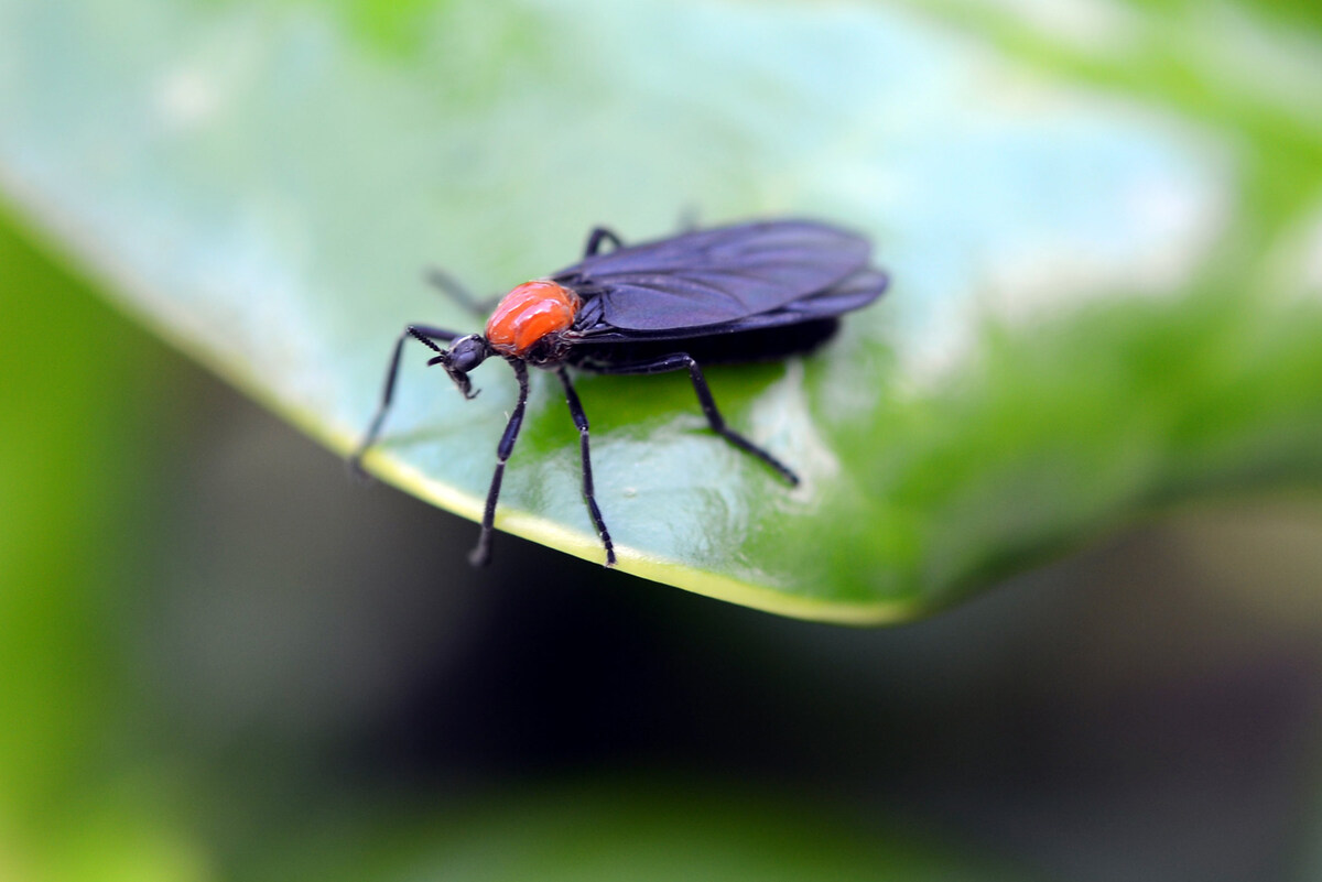 A closeup of a lovebug