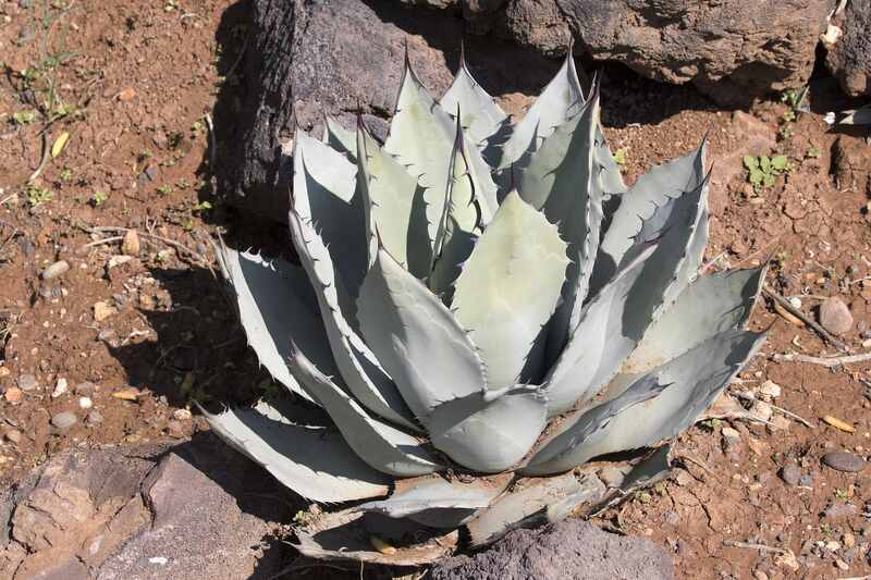 Parry agave