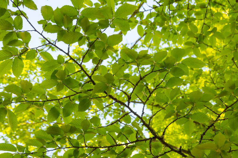 an image of stunning view under American elm tree. 