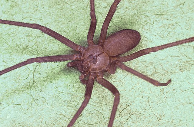 Brown recluse