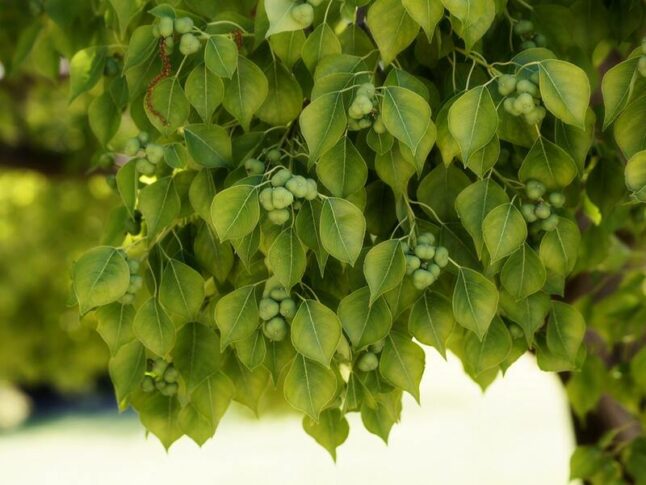 leaves of a chinese tallow tree