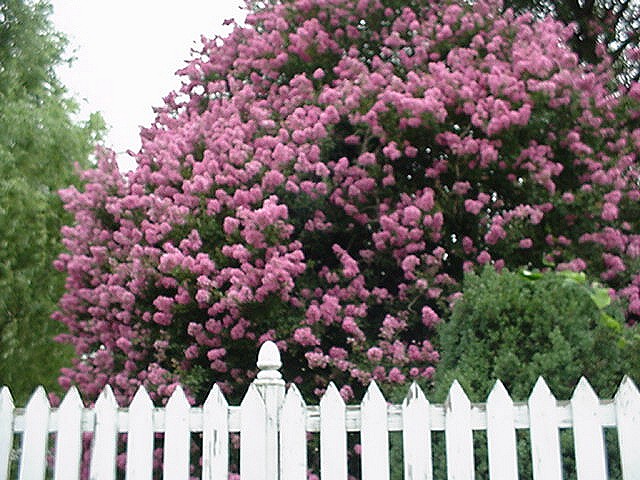 Crape myrtle tree