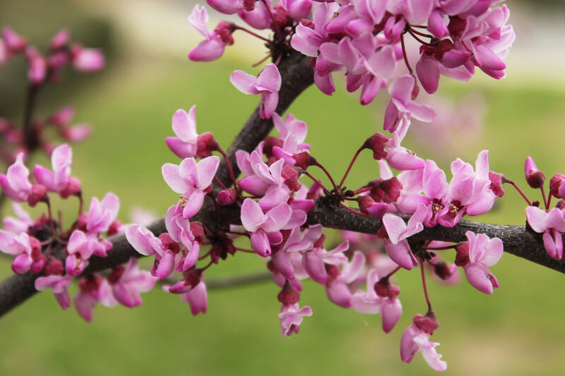 Vibrant pink Eastern Redbud blossoms cluster tightly along dark branches, creating a striking springtime display