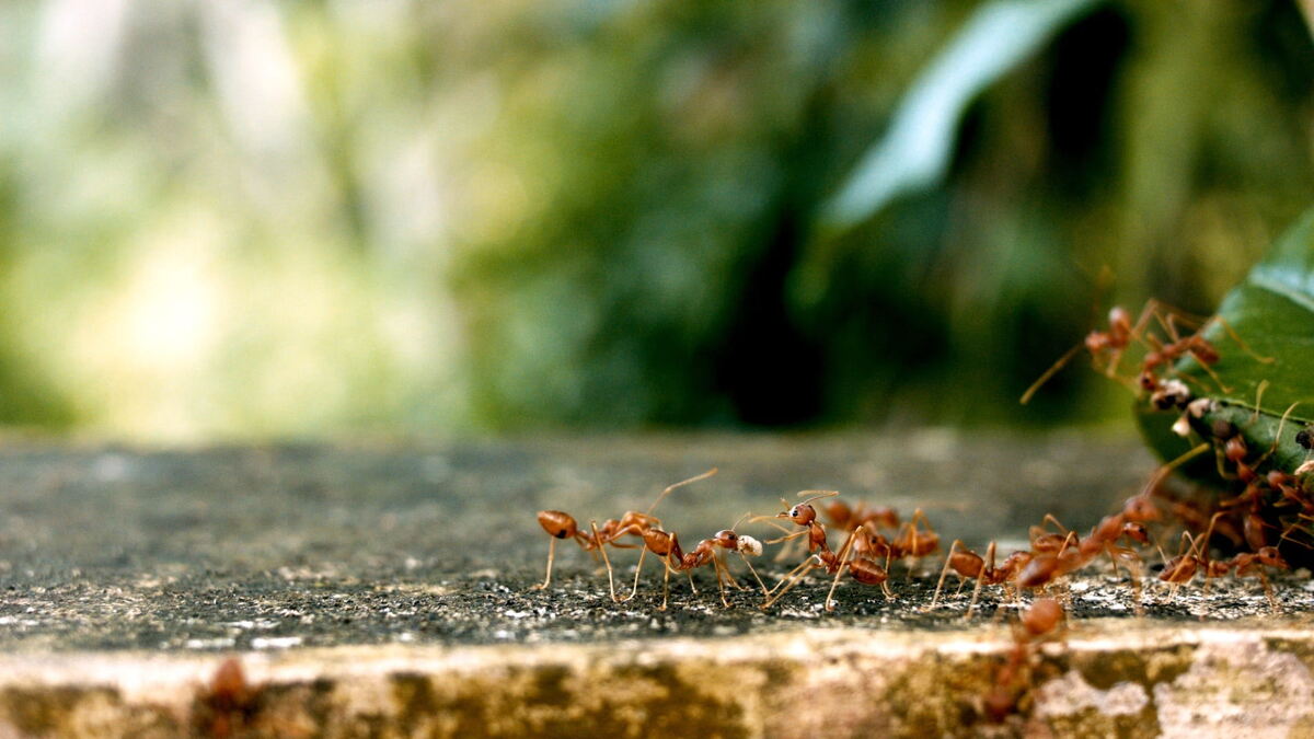 image of a group of fire ants