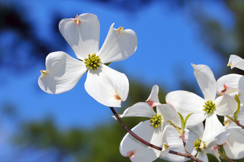 Delicate white dogwood blossoms with greenish-yellow centers stand out vividly against a clear blue sky.