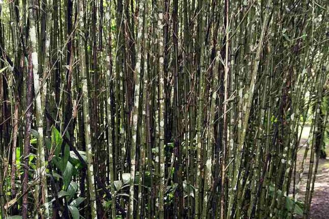picture of several golden running bamboo plants