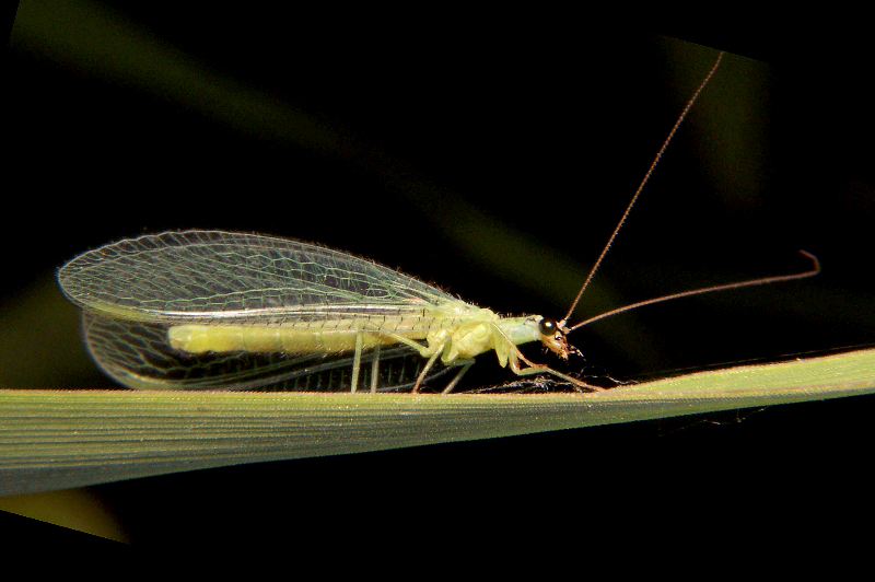 Green lacewing