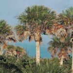 New Disease, Lethal Bronzing, Killing Trees in Jacksonville, FL