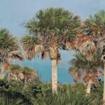 New Disease, Lethal Bronzing, Killing Jacksonville Trees