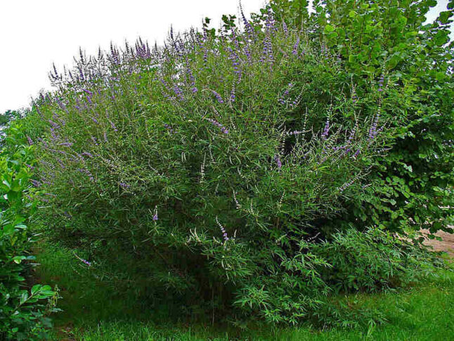 picture of purple flowers on a lilac chaste tree