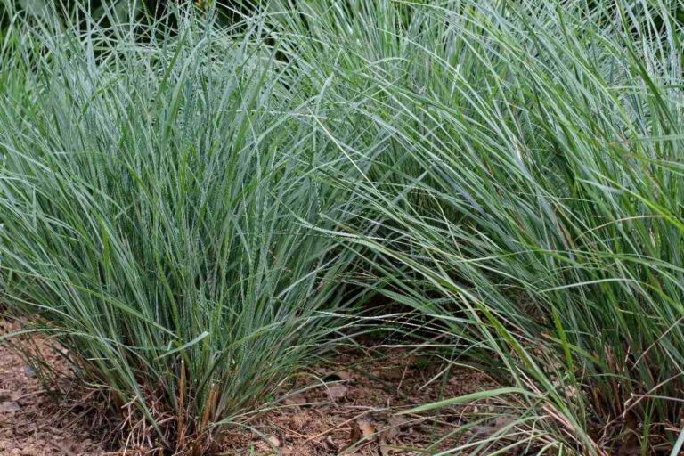 closeup of little bluestem in a lawn of a house