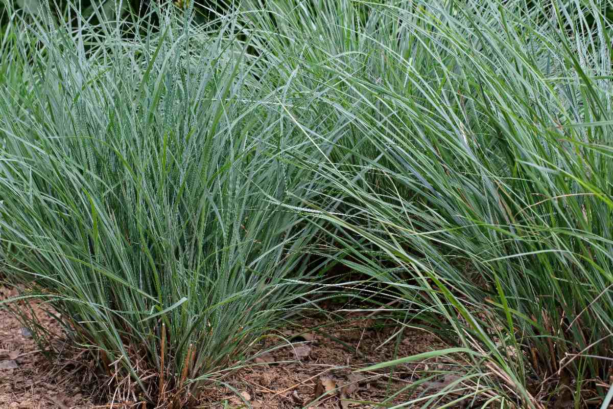 closeup of little bluestem in a lawn of a house