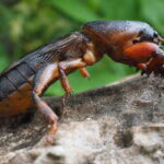 Eco-Friendly Pest Control in Jacksonville