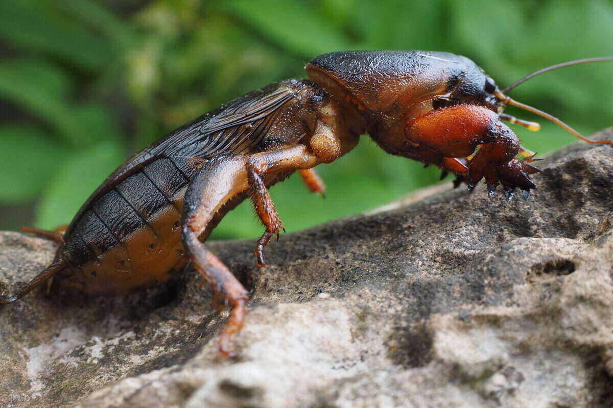 Mole Cricket Sitting on branch