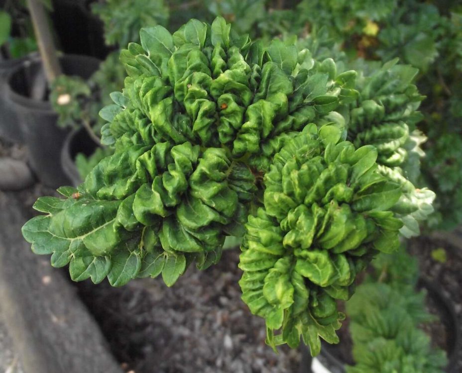 The 6 Worst Trees to Plant in Houston